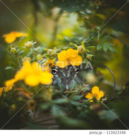 The Argentine horned frog with a flower bush The Argentine horned frog with a flower bush 113023386