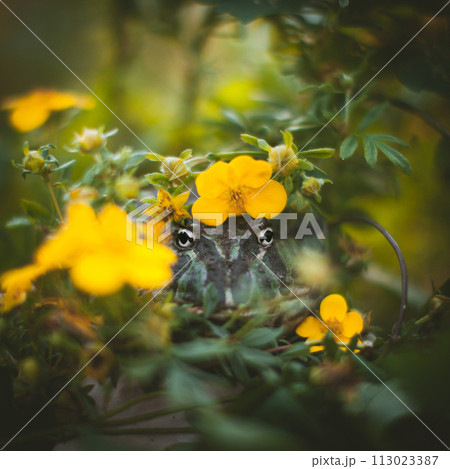 The Argentine horned frog with a flower bush 113023387