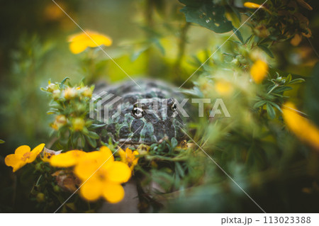 The Argentine horned frog with a flower bush 113023388