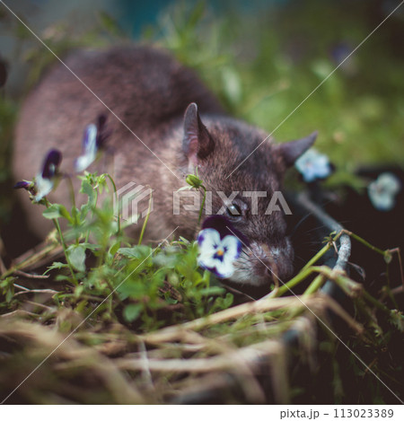 Giant african pouched rat in a garden with pansies Giant african pouched rat in a garden with pansies 113023389