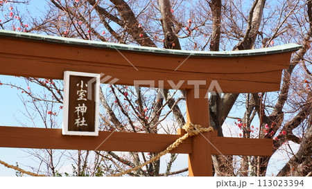 伊豆 小室山リッジウォーク 小室神社 伊豆 小室山リッジウォーク 小室神社 113023394