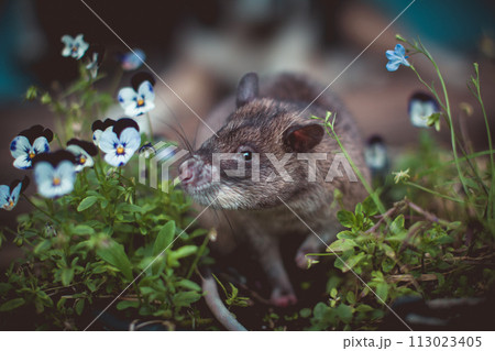 Giant african pouched rat in a garden with pansies Giant african pouched rat in a garden with pansies 113023405