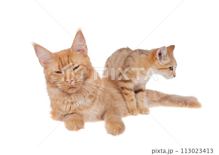 Red Maine Coon cat with Sand dune cat isolated on white 113023413