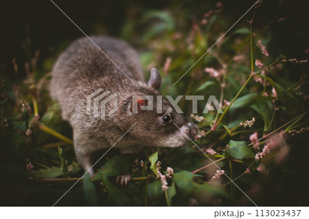 Giant african pouched rat in a garden with pansies Giant african pouched rat in a garden with pansies 113023437