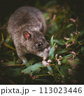 Giant african pouched rat in a garden with pansies 113023446