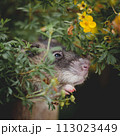 Giant african pouched rat in a garden with pansies 113023449