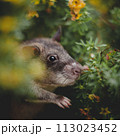 Giant african pouched rat in a garden with pansies 113023452