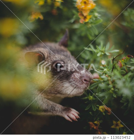 Giant african pouched rat in a garden with pansies 113023452