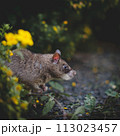 Giant african pouched rat in a garden with pansies 113023457