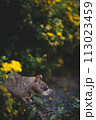 Giant african pouched rat in a garden with pansies 113023459