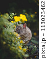 Giant african pouched rat in a garden with pansies 113023462