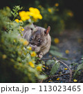 Giant african pouched rat in a garden with pansies 113023465