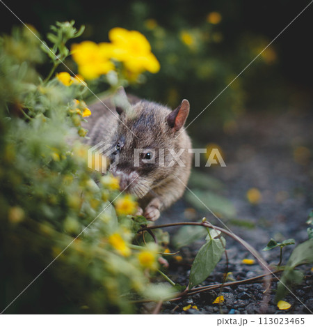 Giant african pouched rat in a garden with pansies 113023465