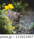 Giant african pouched rat in a garden with pansies 113023467