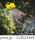 Giant african pouched rat in a garden with pansies 113023469