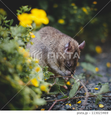 Giant african pouched rat in a garden with pansies 113023469