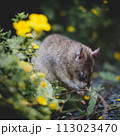 Giant african pouched rat in a garden with pansies 113023470