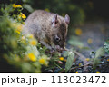 Giant african pouched rat in a garden with pansies 113023472