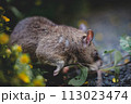 Giant african pouched rat in a garden with pansies 113023474