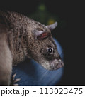 Giant african pouched rat in a garden with pansies 113023475