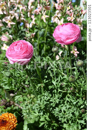ピンクの春らしいラナンキュラスと早春の庭の花々 ピンクの春らしいラナンキュラスと早春の庭の花々 113023501