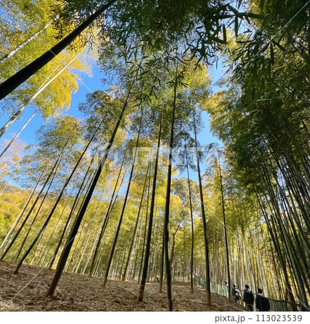 エモい、青空、雲、写真、壁紙、竹やぶ、京都 113023539
