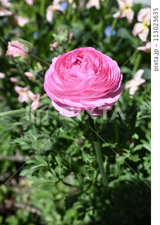 ピンクの春らしいラナンキュラスと早春の庭の花々 ピンクの春らしいラナンキュラスと早春の庭の花々 113023635