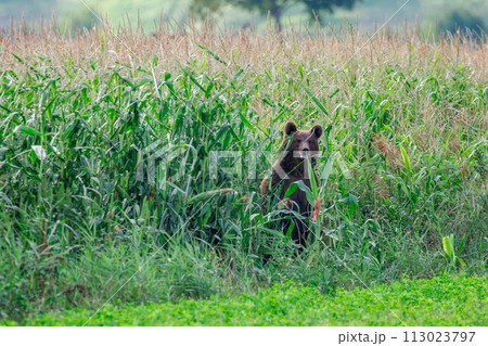 The brown bear peeking out from among the cornstalks 113023797