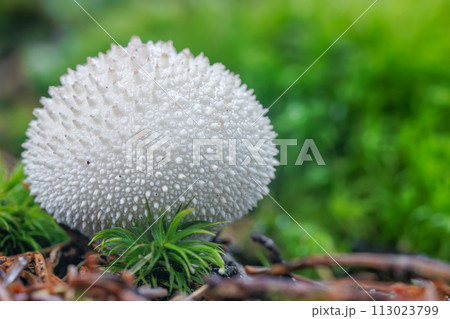 Beautiful close-up macro photo from a fungus, Lycoperdon perlatum, popularly known as the common puffball Beautiful close-up macro photo from a fungus, Lycoperdon perlatum, popularly known as the common puffball 113023799