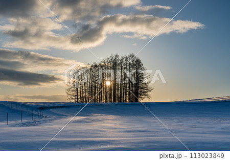 嬬恋高原カラマツの丘から雪原の日の出 113023849