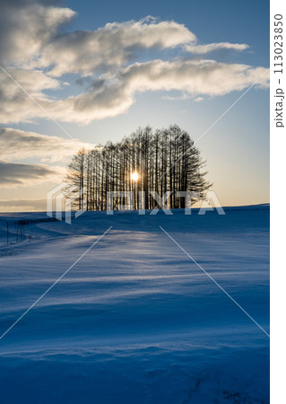 嬬恋高原カラマツの丘から雪原の日の出 113023850