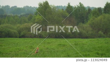European Red Fox vulpes Vulpes Walking On green Grass In Meadow spring meadow during rain. Wildlife Scene From Europe. Range Fur Coat Animal In Nature Habitat. Fox On Pasture. Fox In Natural Habitat 113024049