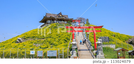 「青森県」菜の花咲く春の蕪島　八戸市 113024079
