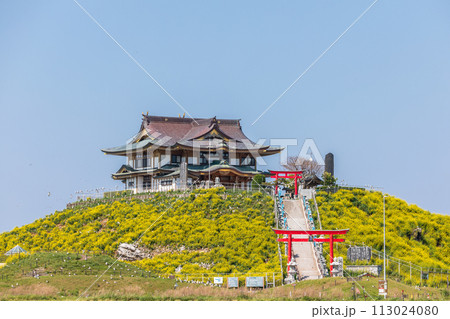 「青森県」菜の花咲く春の蕪島 八戸市 「青森県」菜の花咲く春の蕪島 八戸市 113024080