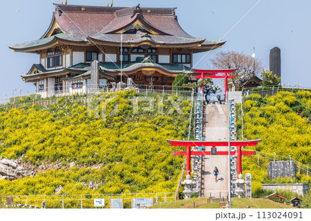 「青森県」菜の花咲く春の蕪島　八戸市 113024091