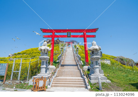 「青森県」菜の花咲く春の蕪島 八戸市 「青森県」菜の花咲く春の蕪島 八戸市 113024096