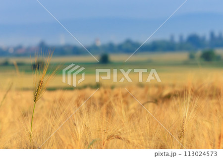 Wheat field at sunset on the border of the village  113024573