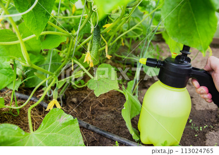 Spraying cucumbers with iodine and ammonia. Close-up Spraying cucumbers with iodine and ammonia. Close-up 113024765