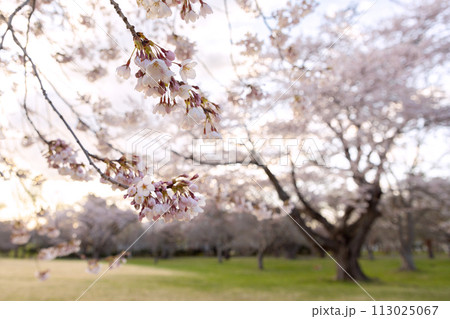 北海道森町早朝のオニウシ公園の桜05 113025067