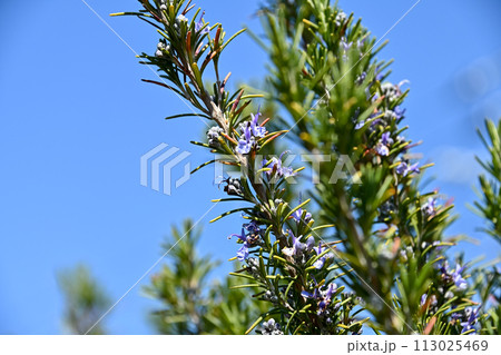 ローズマリー ローズマリー 113025469