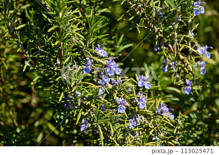 ローズマリー 113025471