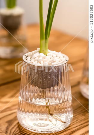 Spathiphyllum cochlearispathum commonly called peace lily growing in water in glass 113025602