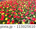 チューリップ畑 113025610