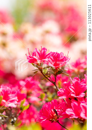 ツツジのアップ 113025611
