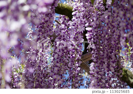 藤の花のアップ 113025685