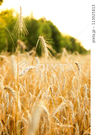 close-up of ripe golden wheat grains against a vibrant yellow background, showcasing the beauty and abundance of this essential food staple, suitable for food industry presentations. Vertical 113025813