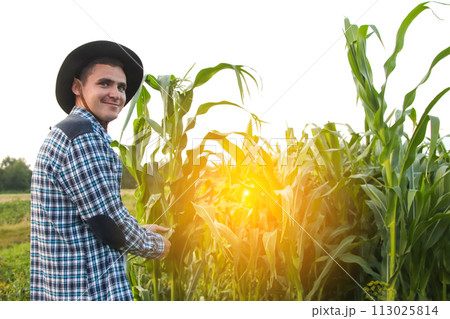 Sunny corn field. Amidst his expansive field, a dedicated farmer meticulously inspects a green corn plant, gently touching its leaves. Copy space available 113025814