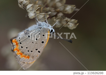 春の庭に実ったダンギクの種に止まるベニシジミ蝶 春の庭に実ったダンギクの種に止まるベニシジミ蝶 113026200