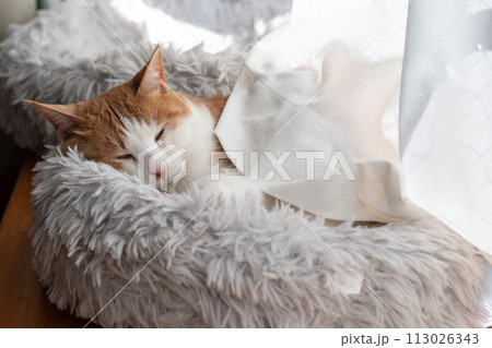 眠る猫　茶トラ白 113026343