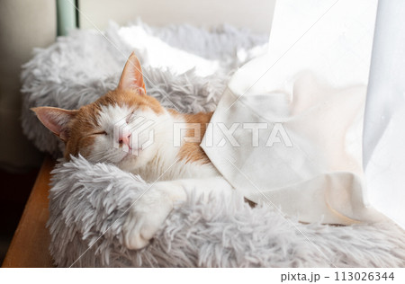 眠る猫　茶トラ白 113026344